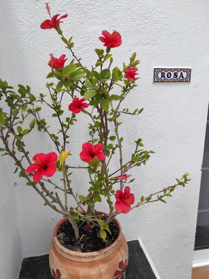 Rosa eden Daire La Asomada  Dış mekan fotoğraf